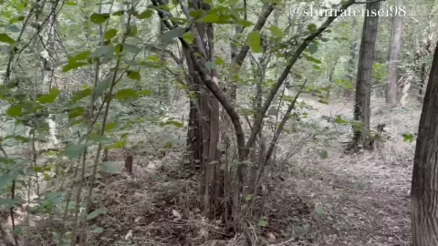 Shinratensei Gold – Blowjob in the Forest