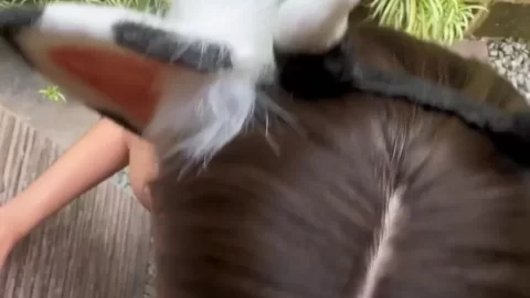Cow Alegarces Gets Banged And Jizzed