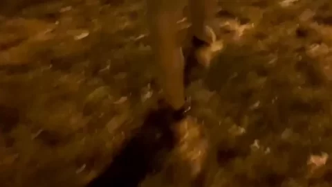 Frau Ansehnlich 0