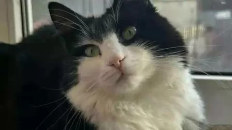 mature cat play indoor