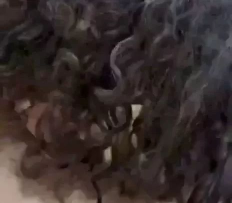 CurlyCrazyVIP – Lollipop Sextape