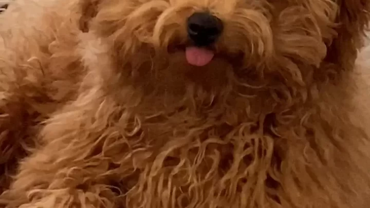 Petite brunette with curly hair fucks small dog on couch