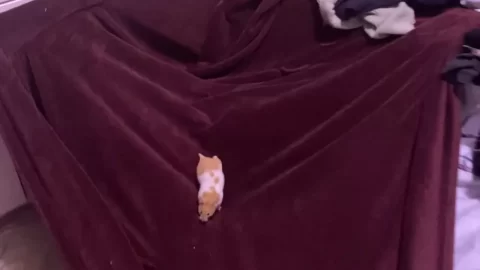 Baddslayer – 0 Sometimes I Build Forts for My Princess Pogo